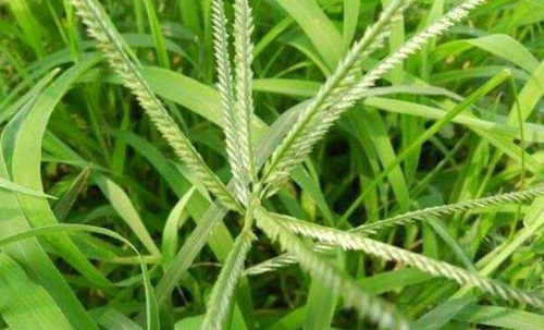 草铵膦除草几天能见效?出现草铵膦药害如何缓解?