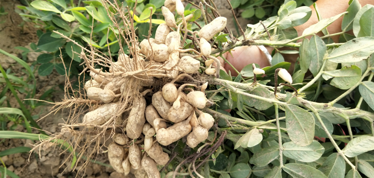 花生果腐病防治方法,用什么药防治?