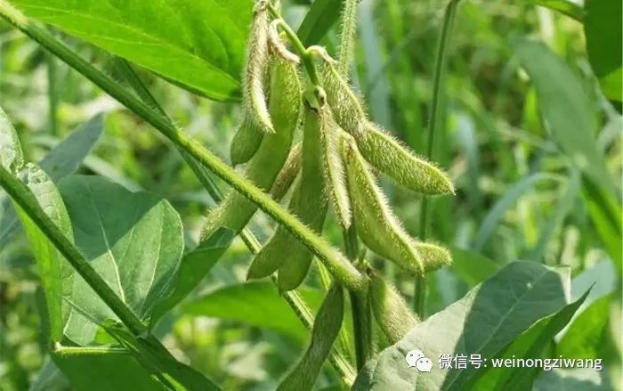 大豆除草剂有哪些品种?大豆除草剂什么时候打好?